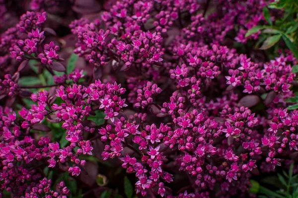 Красиві Барвисті Літні Квіти Саду — стокове фото