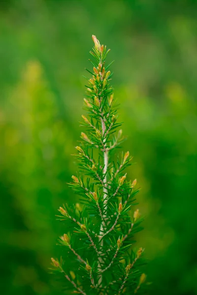 Erica Arborea Πράσινο Καλλιεργείται Έναν Κήπο Άνοιξη — Φωτογραφία Αρχείου