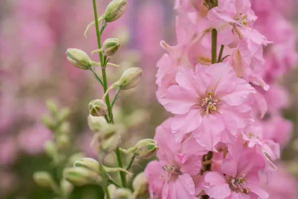 Campo Flores Coloridas Delphinium Wick Pershore Worcest — Fotografia de Stock