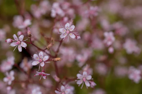 Kvetoucí Malé Květiny Létě Zblízka — Stock fotografie