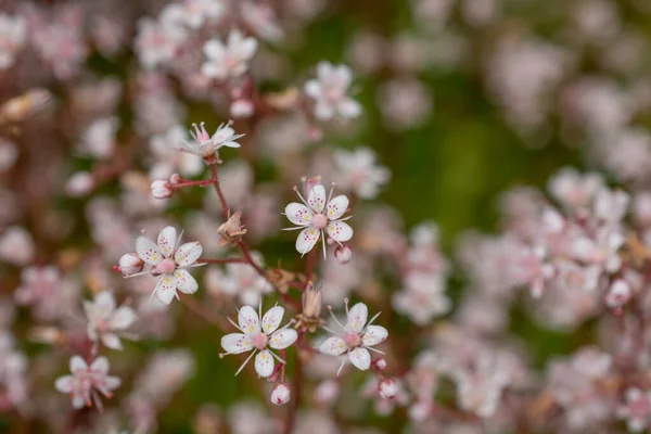 Blommande Små Blommor Sommaren — Stockfoto