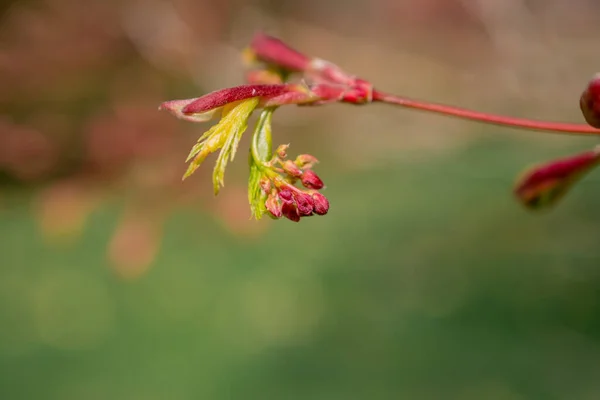 Зелене Листя Джунглів Весняному Саду — стокове фото