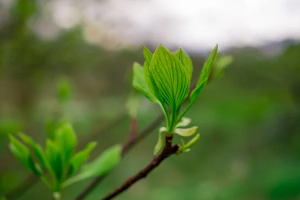 Grüne Yong Blätter Frühlingsgarten — Stockfoto