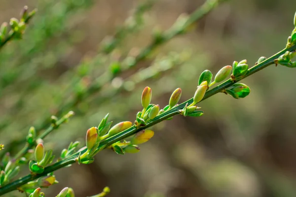 Grüne Yong Blätter Frühlingsgarten — Stockfoto