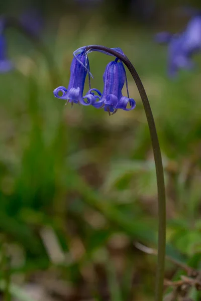 Macro Tiro Flores Silvestres Blubell Orvalho Manhã Floresta Mea — Fotografia de Stock