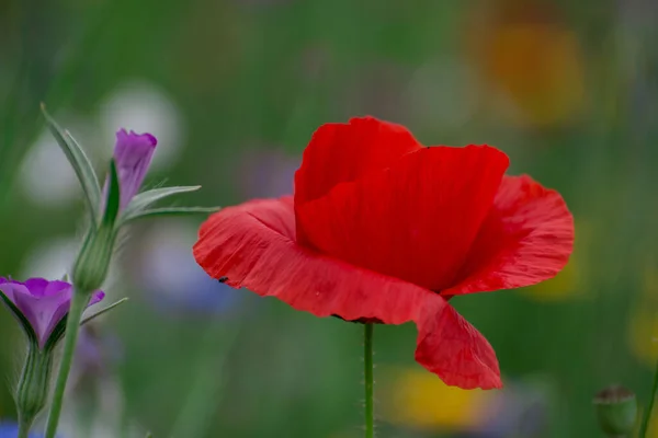 Yaban Çiçekleri Tarlasında Gelincikler Çiçek — Stok fotoğraf