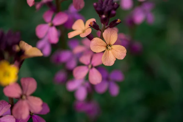 Tapeta Erysimum Květina Jarní Zahradě — Stock fotografie