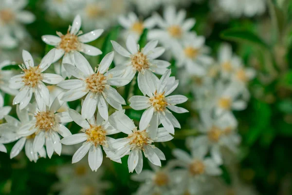 Wild White Flowers Green Leaves — Stock Photo, Image