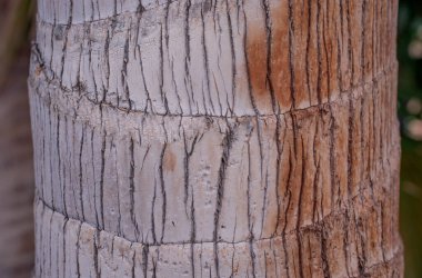 Doğal palmiye ağacı dokusu arkaplanı  