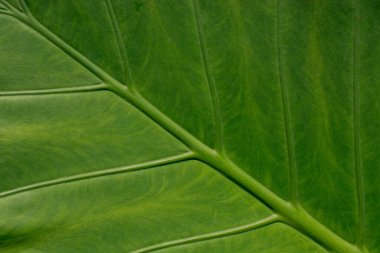 Palm ayrılmak doku arka plan için kapalı