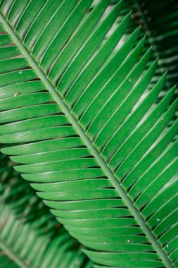 Palm ayrılmak doku arka plan için kapalı