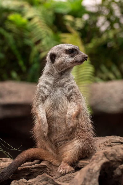 Meerkat Face Thoughtful Creature Thinking Close — Stock Photo, Image
