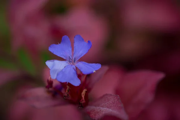 Una Flor Plumbago Florece Final Del Verano —  Fotos de Stock