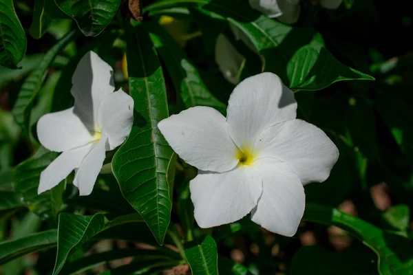 Sarı Beyaz Tropikal Plumeria Frangiapani Flo Yakın Çekim — Stok fotoğraf