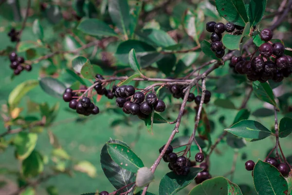 Arrowwood Viburnum Black Berrys Green Branch Garden — Stock Photo, Image