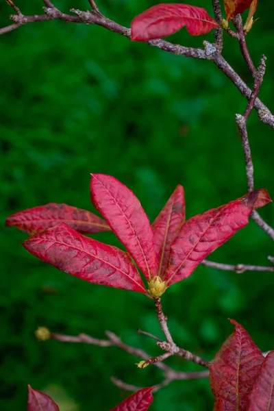 Kırmızı Yaprakların Renk Doğa Arkaplanı — Stok fotoğraf