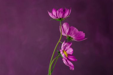 Kozmos çiçeği desenli mor bir arka planda izole edilmiş.