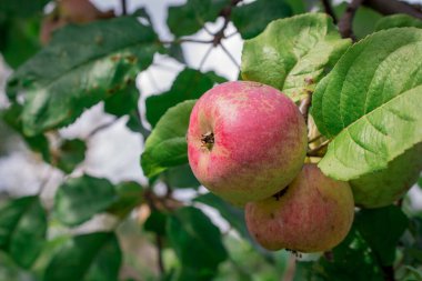spring apple  on  green  background