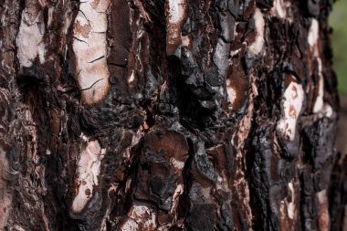 Arkaplan için büyük ağaç derisinden eski doku 