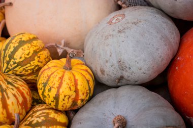 çok renkli kabak görüntülerinin düzenlenmesi 