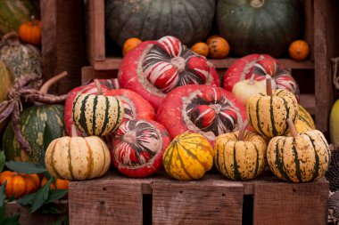 çok renkli kabak görüntülerinin düzenlenmesi 