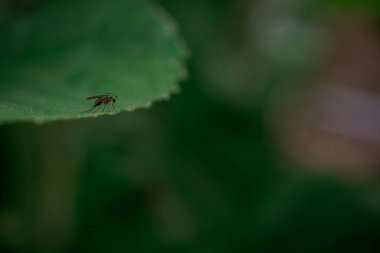 Böcek portresi asker yaprak sapında dinleniyor.