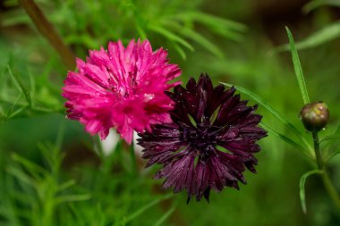 Yaz tarlasında pembe çiçek