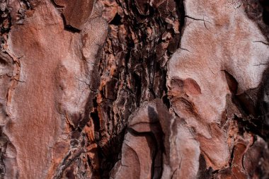 Arkaplan için büyük ağaç derisinden eski doku 