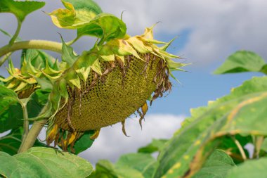 Yazın hasat zamanı güzel ayçiçeği tarlası