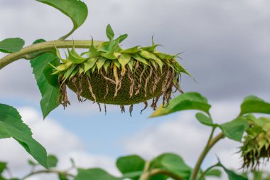 Yazın hasat zamanı güzel ayçiçeği tarlası