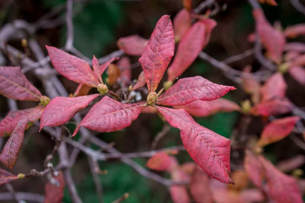 Kırmızı Yaprakların Renk Doğa Arkaplanı — Stok fotoğraf