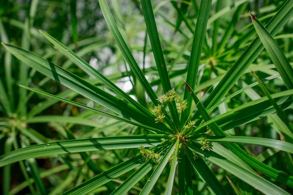 Cyperus Rotundus Coco Grass Javagras Nussgras Purpurnussgras — Stockfoto