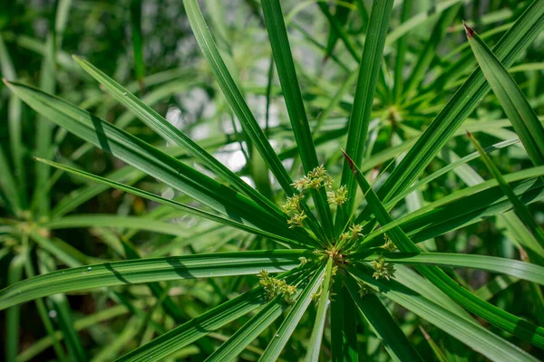 Cyperus Rotundus Coco Grass Javagras Nussgras Purpurnussgras — Stockfoto