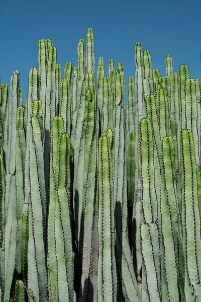 Pilosocereus Pachycladus Cactus Тенерифе Канарский Остров — стоковое фото