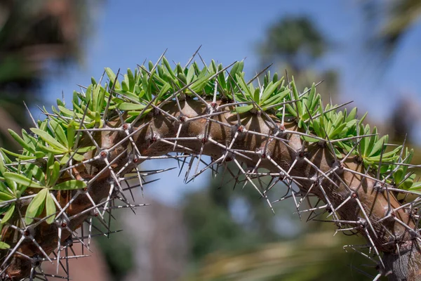 Muy Inusual Primer Cactus Creciendo Parque —  Fotos de Stock