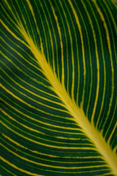 Taze Yeşil Yaprak Arkaplanı — Stok fotoğraf