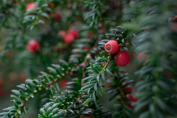 Taxus Brevifoliában Szenvedsz Gyümölcs Zöld Hátterű Ágon — Stock Fotó