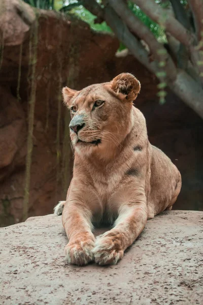 Lion Lady Loro Parque Tenerife — Stock Photo, Image