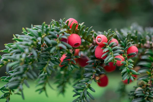 Yew of Taxus brevifolia. Yeşil arkaplanda meyve dalı
