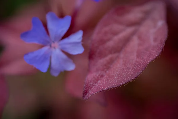 Una Flor Plumbago Florece Final Del Verano —  Fotos de Stock