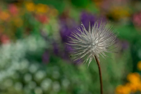 Cabeças Sementes Flawer Comum Fundo Roxo — Fotografia de Stock