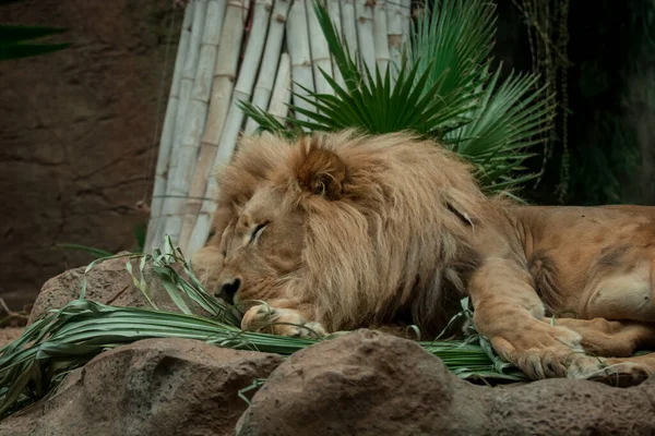 Shot Male Lion All His Glory Puerto Cruz — Stock Photo, Image