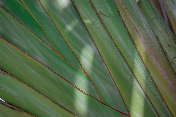 熱帯バナナの木の背景色 — ストック写真