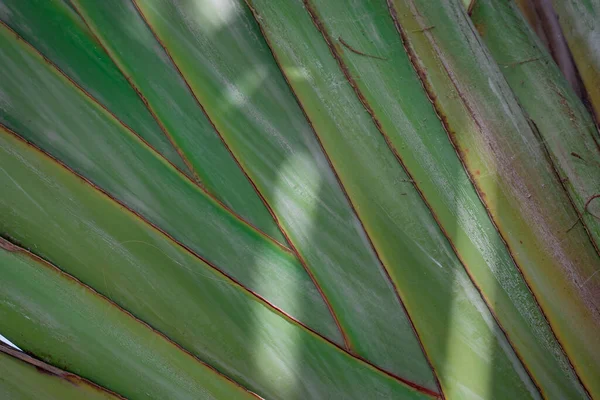 Tropical Banana Tree Background Colorful Texture — Stock Photo, Image