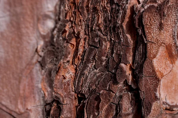 大树皮为背景的古色古香质感 — 图库照片