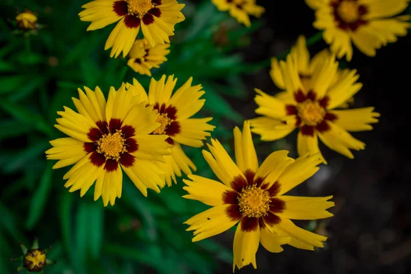 Желтые Цветы Рудбекии Маргаритки Летние Цветы — стоковое фото