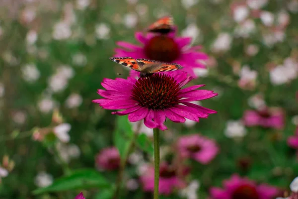 Beautiful Echinacea Purpurea Flowers Growing Garden Selectiv — Stock Photo, Image