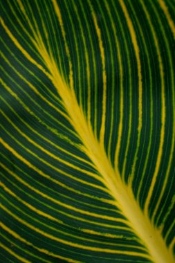 Taze yeşil yaprak arkaplanı