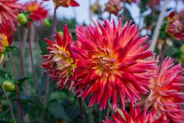 Pembe güzel Dhalia çiçeği yakın plan