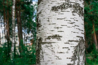Arkaplan için büyük ağaç derisinden eski doku